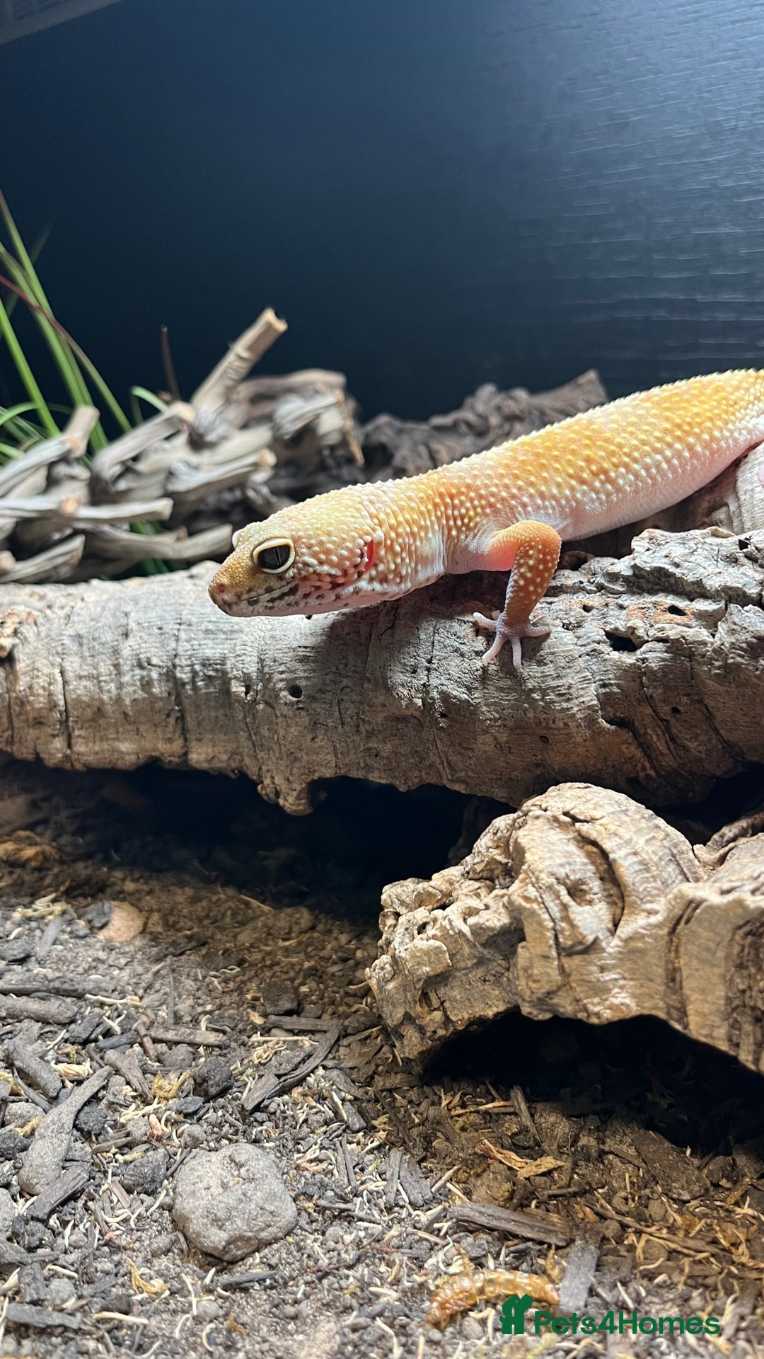Leopard Gecko reptiles for sale: 4x Leopard geckos  - Image 12