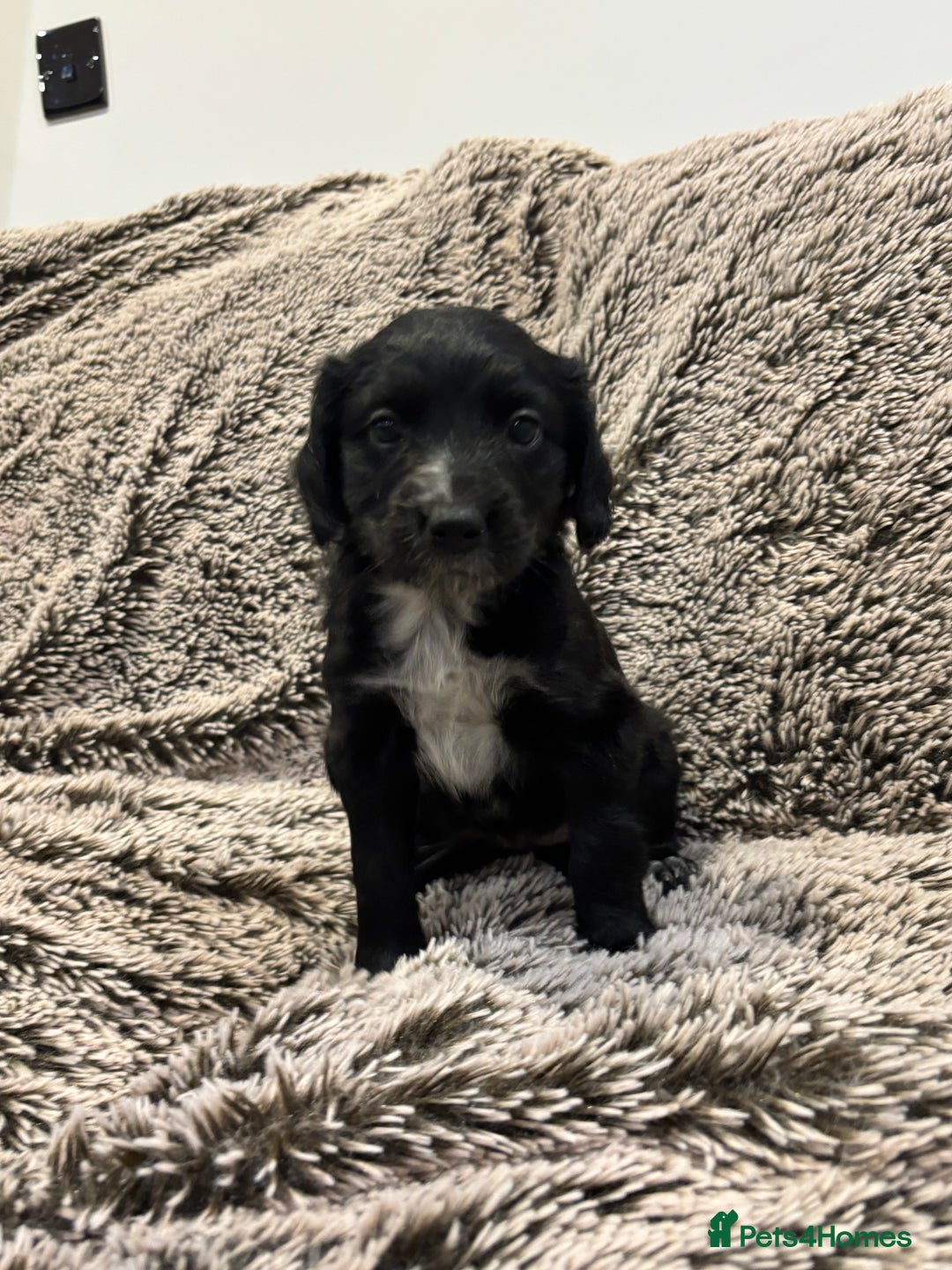Mixed Breed dogs for sale: Beautiful cocker x collie puppies for sale - Advert 4