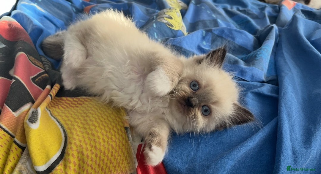 Ragdoll cats for sale: Blue eyed Ragdoll Kittens  - Advert 6