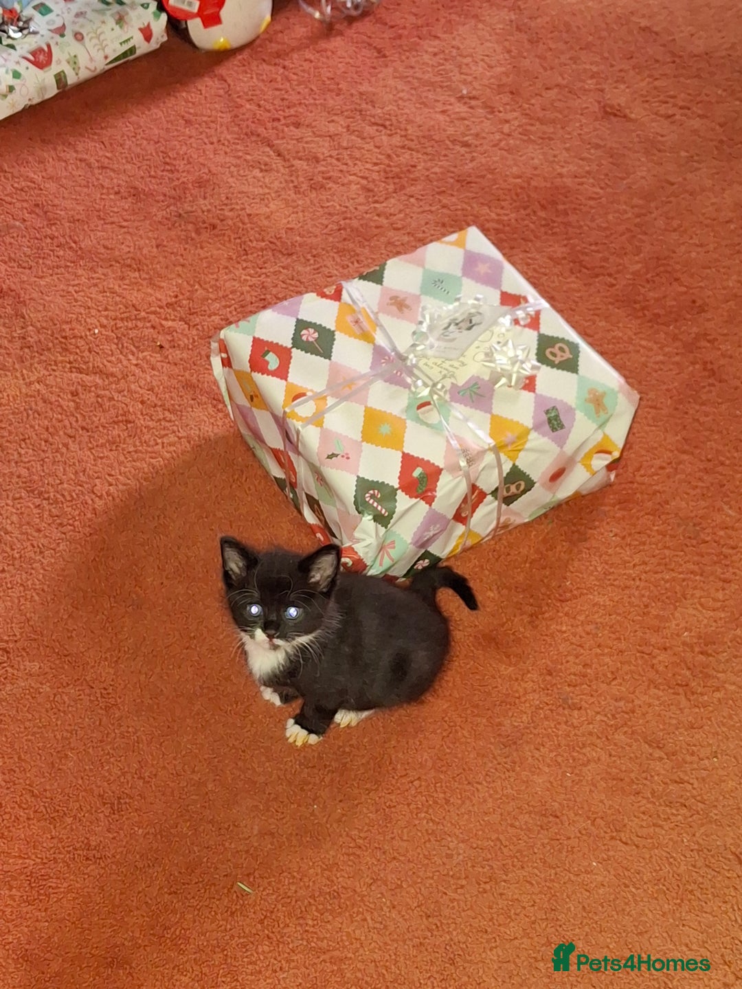 Mixed Breed cats for sale: Beautiful kittens for sale.  - Advert 9