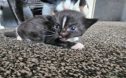 Mixed Breed cats for sale: Kittens - Image 10