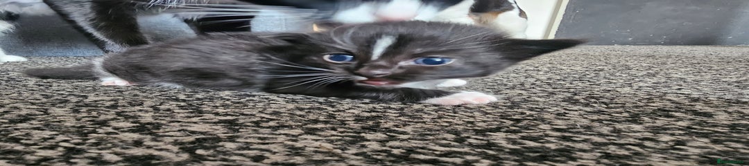 Mixed Breed Kitten 4
