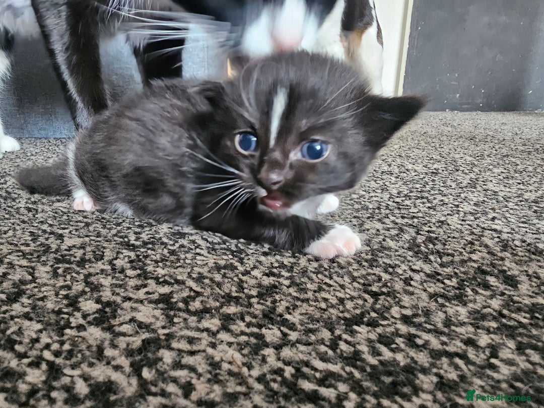 Mixed Breed cats for sale: Kittens - Image 10