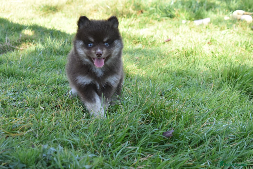 Pomsky dogs for sale: Merle Genuine Toy Size  Pomsky Puppies - Image 6