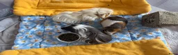 Guinea Pig rodents for sale: 3 bonded female guinea pigs - Advert 7