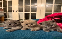 British Shorthair cats for sale: Beautiful British short hair kitten  - Image 3