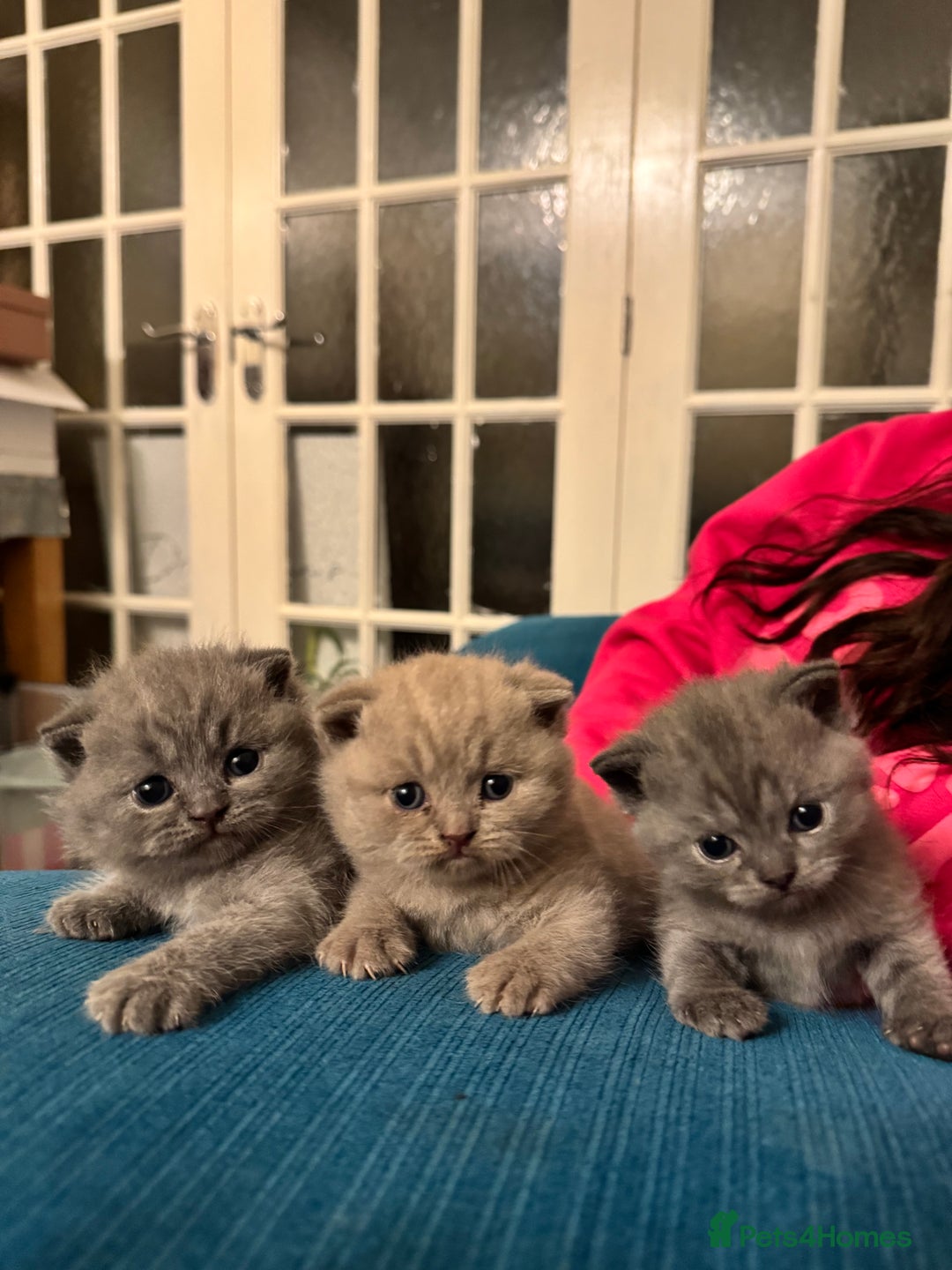 British Shorthair cats for sale: Beautiful British short hair kitten  - Image 3