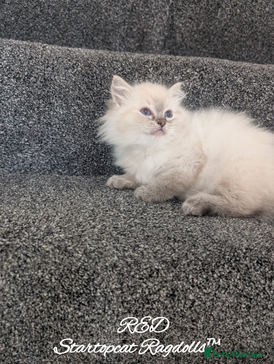 Ragdoll cats for sale: GCCF Pedigree Ragdoll Kittens Champion Lines - Advert 26