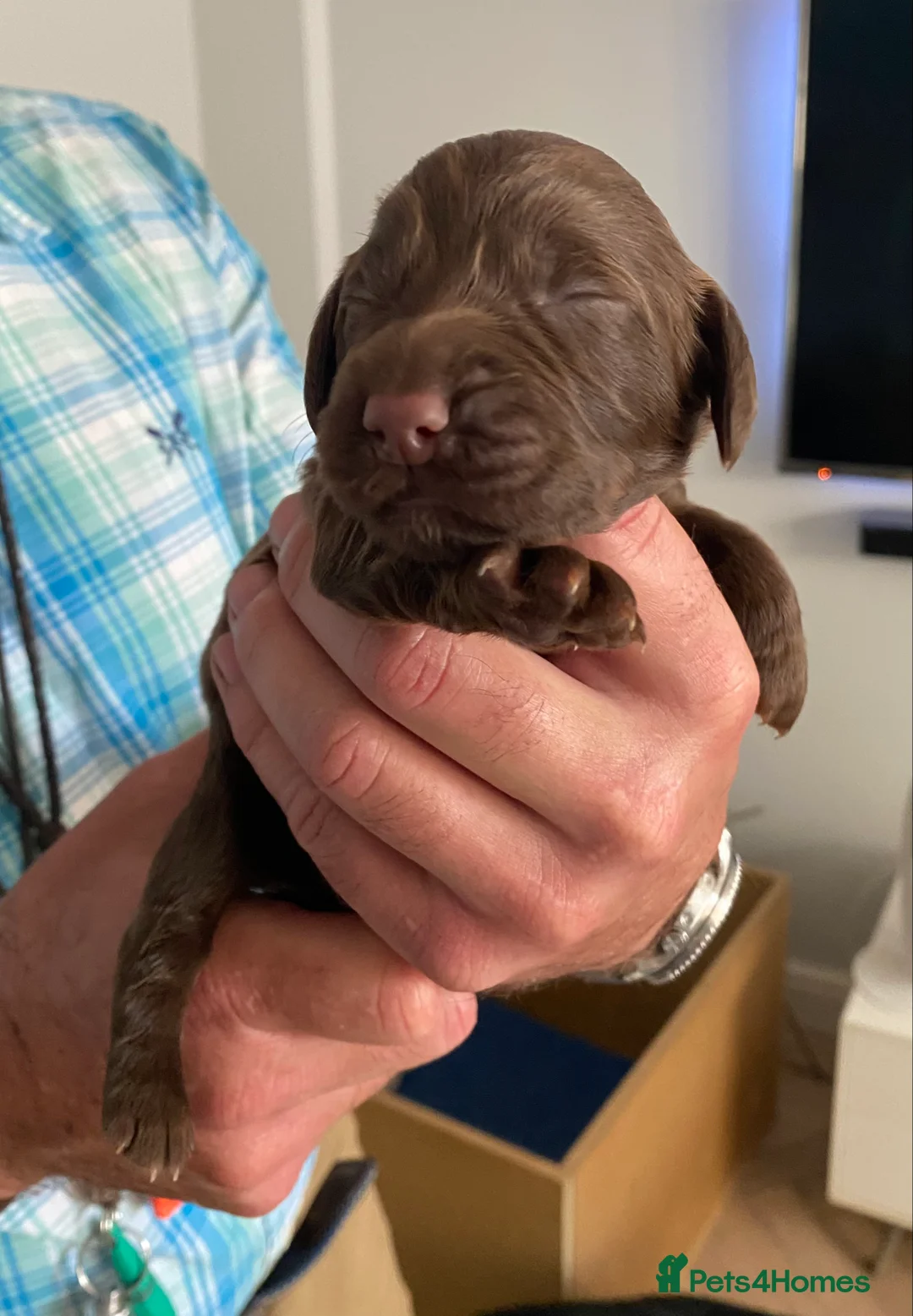 Sprocker dogs for sale: Beautiful Working Sprocker Spaniel Pups – Last Two in Andover - Advert 2