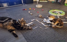 Mixed Breed cats for sale: Stunning long haired Calico girl - Image 11