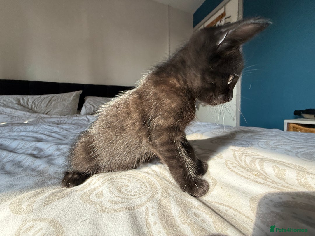 Mixed Breed cats for sale: 3 beautiful kittens available - Image 38