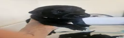 Labrador Retriever dogs for sale: Beautiful littler of black lab puppies in Doncaster - Advert 8