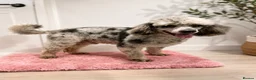 Cockapoo dogs for sale: Beautiful F1 Cockapoo Puppies - Advert 11