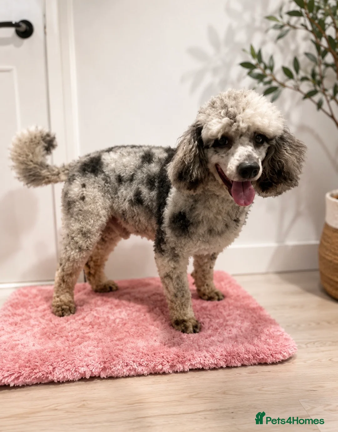 Cockapoo dogs for sale: Beautiful F1 Cockapoo Puppies - Advert 11