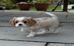 Cavalier King Charles Spaniel dogs for sale: 1 Adorable Cavalier King Charles Puppy for sale - Image 11