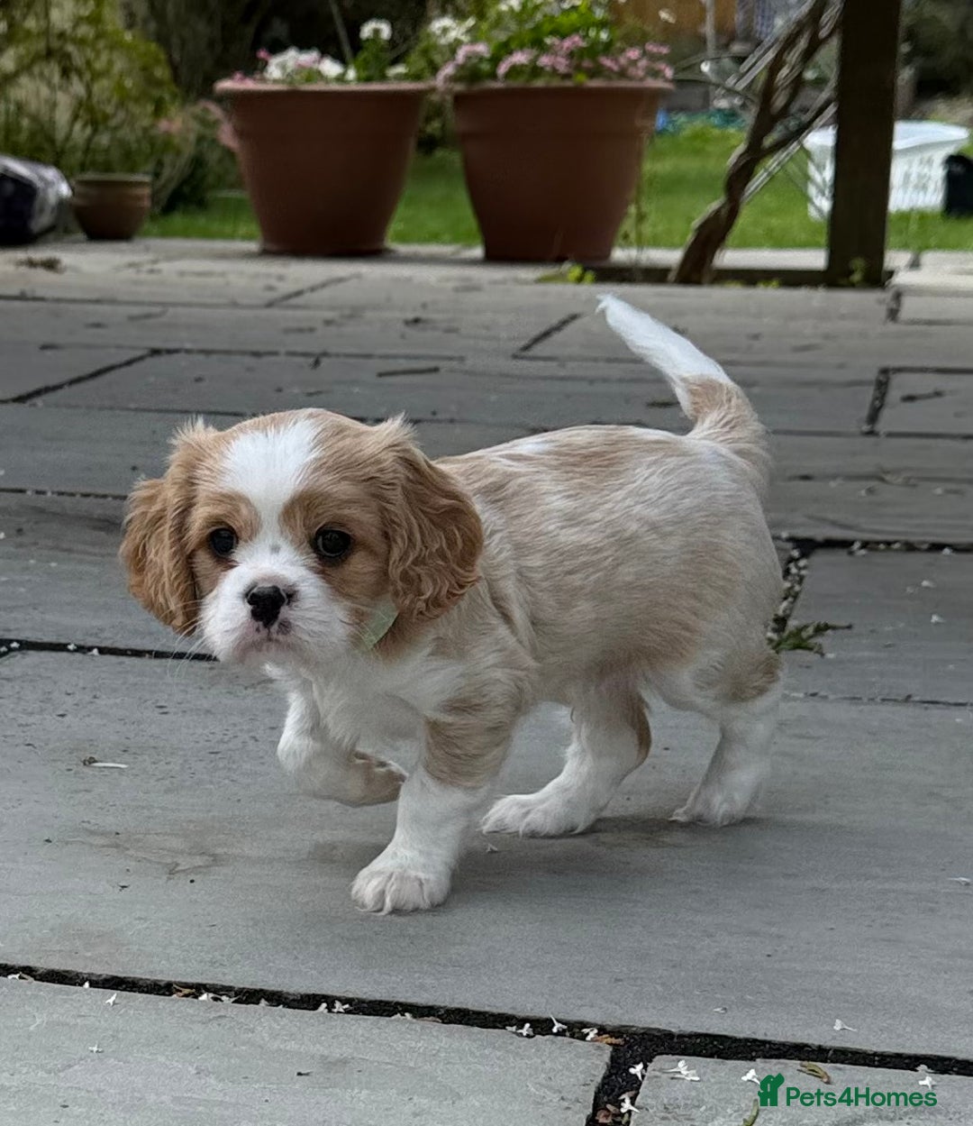 Cavalier King Charles Spaniel dogs for sale: 1 Adorable Cavalier King Charles Puppy for sale - Image 11
