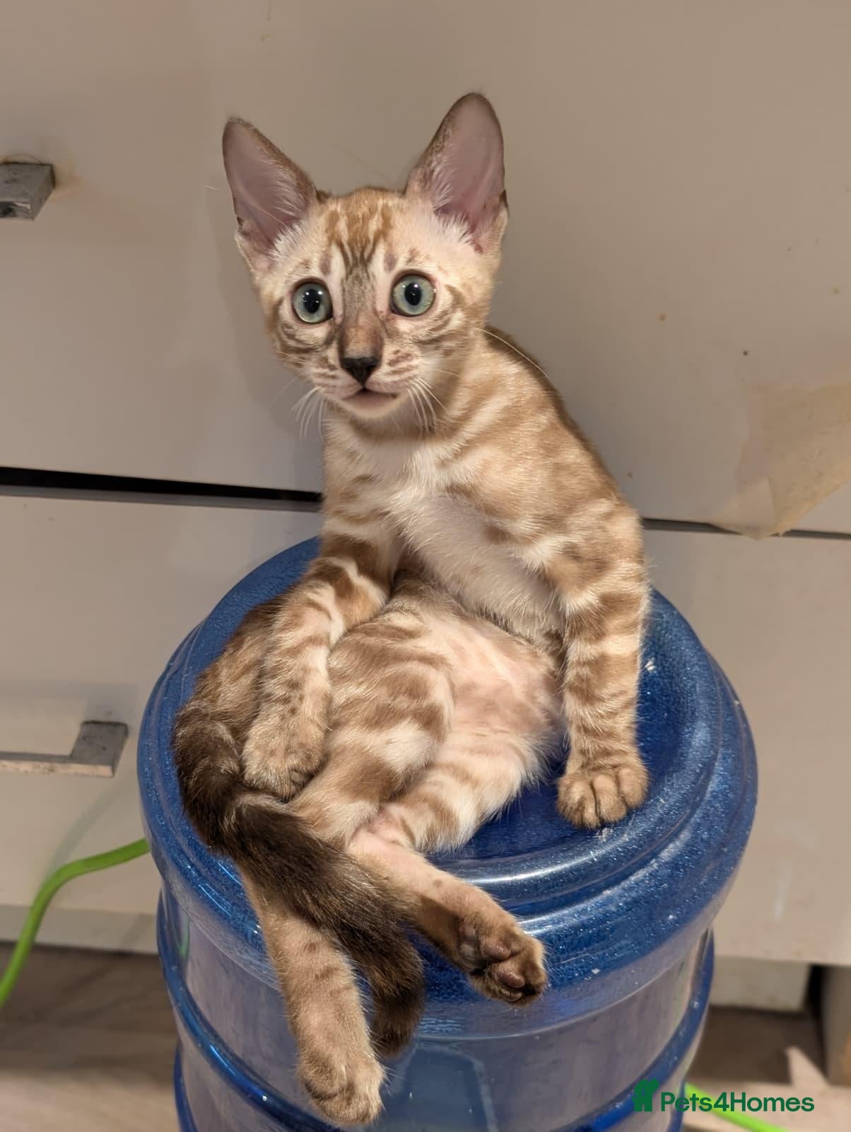 Bengal cats 🐆✨ TICA-Registered Bengals 🐆✨ - Advert 2