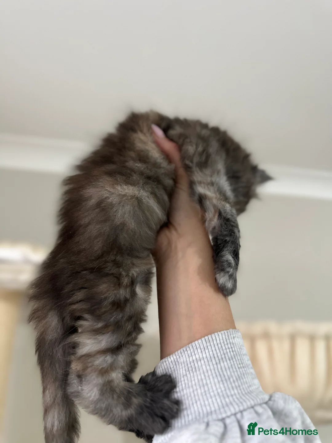 Maine Coon cats for sale: Stunning TICA Registered Maine Coon Kittens - Advert 16