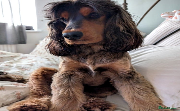 Cocker Spaniel dogs - Advert 4