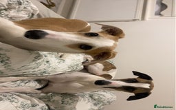Whippet dogs for sale: 8 WHIPPET PUPPIES   - Image 17