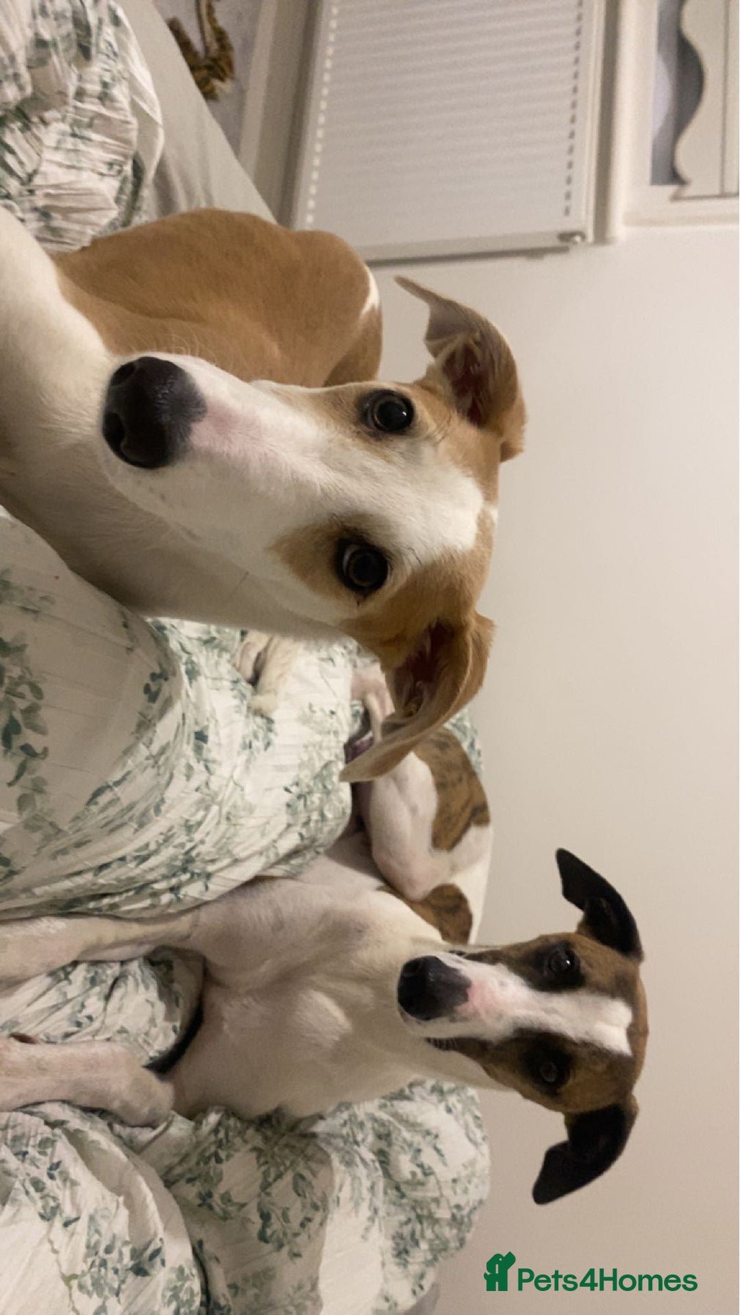 Whippet dogs for sale: 8 WHIPPET PUPPIES   - Image 17