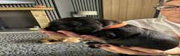 Sprocker dogs for sale: Sprocker Spaniel Puppies For Sale - Advert 18