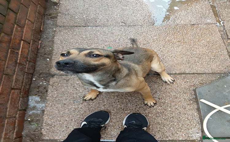 Mixed Breed dogs - Advert 10