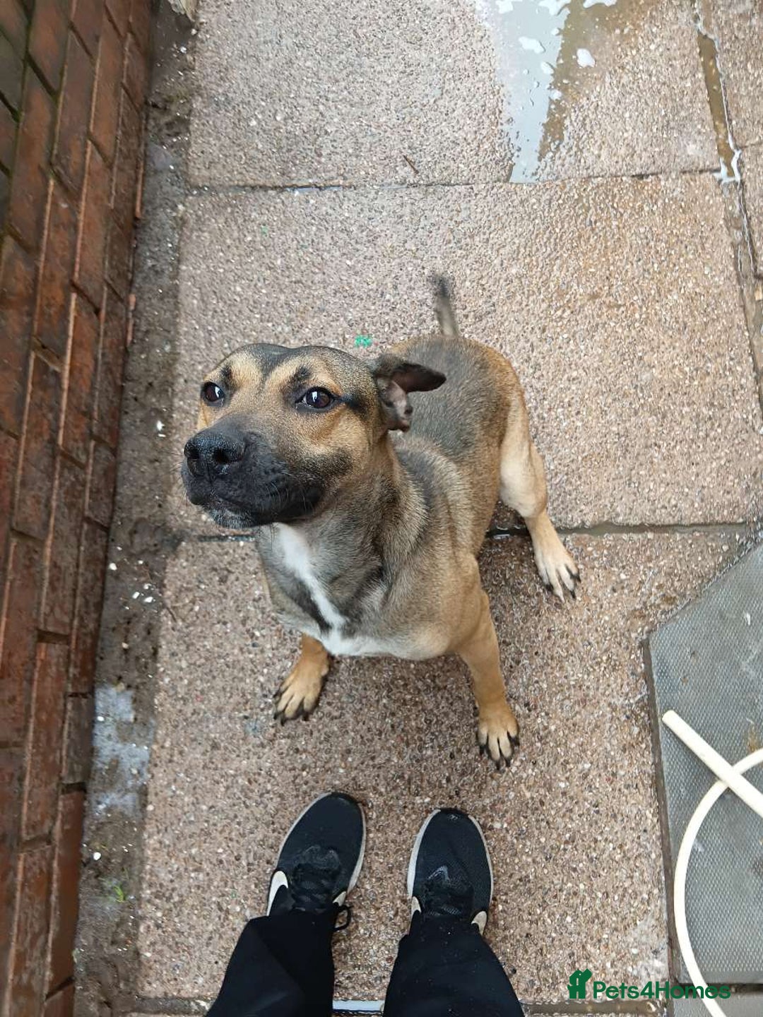Mixed Breed dogs for sale: Male staffie cross cane corso - Image 1