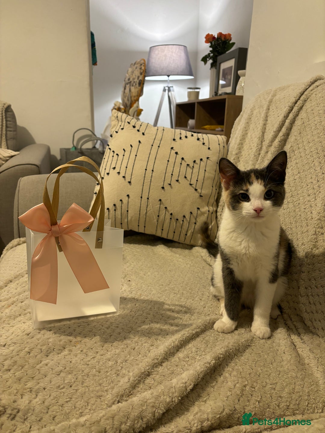 Domestic Shorthair cats for sale: Winnie - Image 6