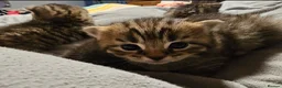 Mixed Breed cats for sale: Gorgeous house raised kittens  - Advert 4