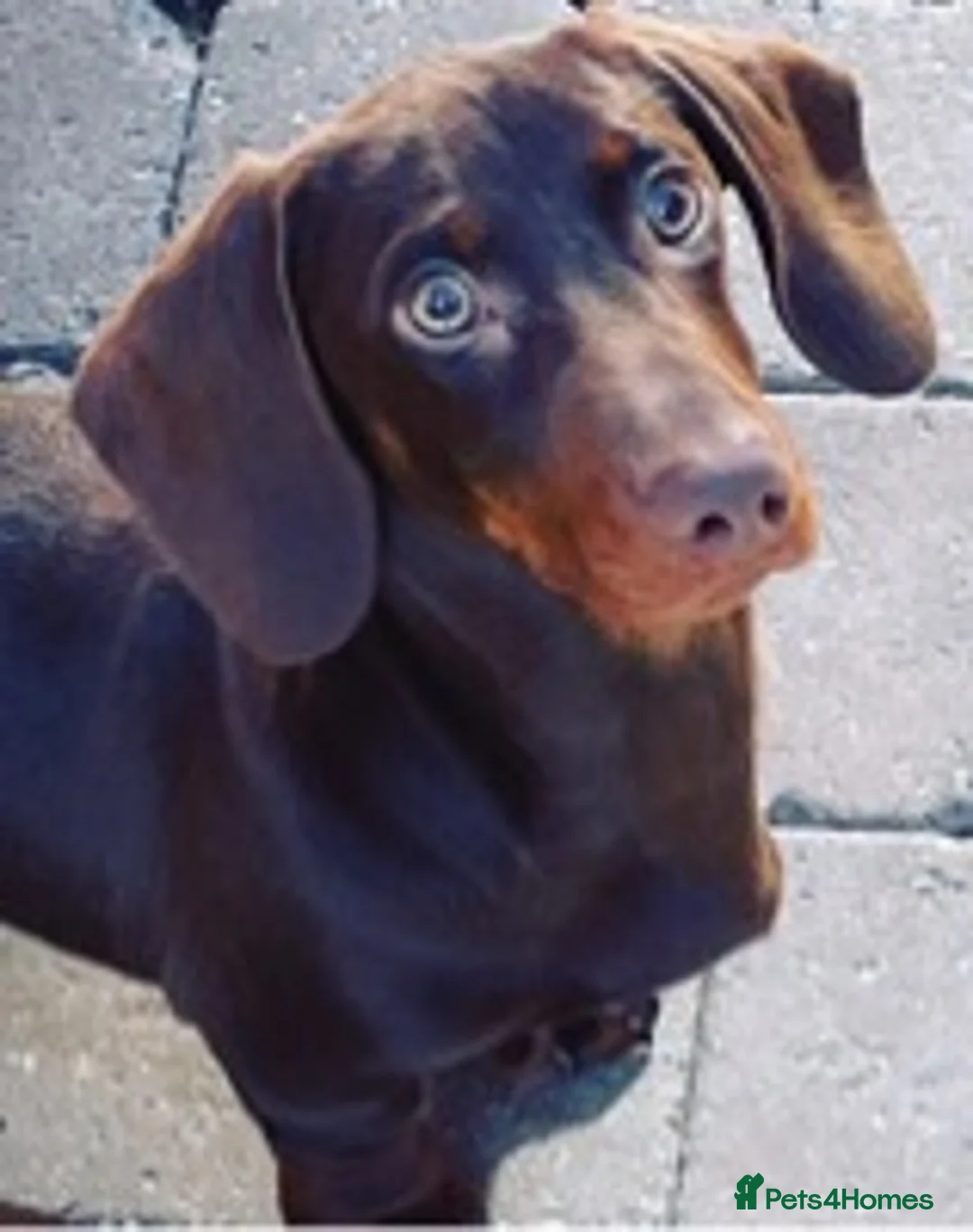 Miniature Dachshund dogs for stud: STUNNING MINIATURE DACHSHUND AVAILABLE AT STUD in Grays - Advert 5