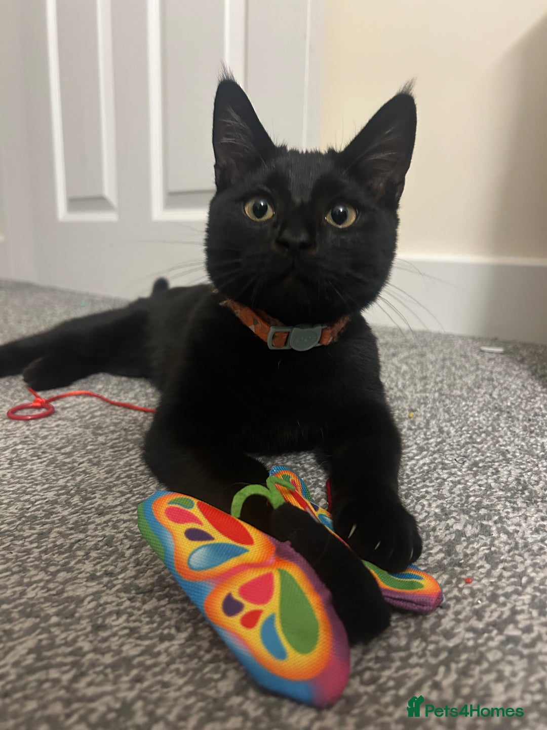 Bombay cats for sale: loki- 7 month old bombay  - Advert 5