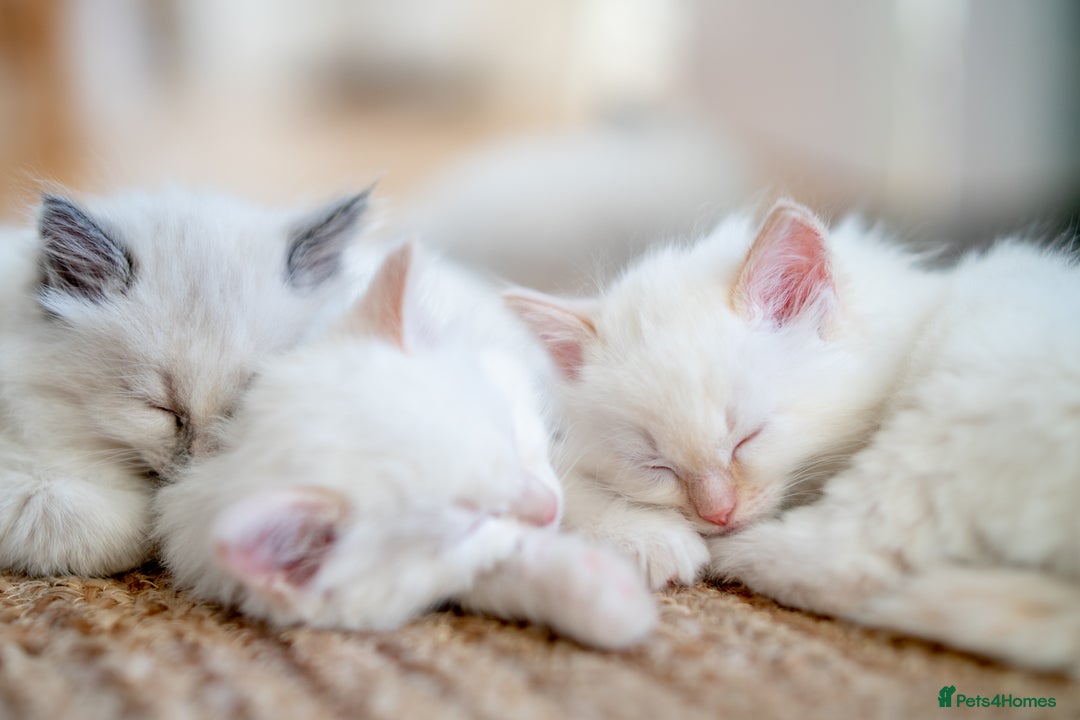 Ragdoll cats for sale: Pure Ragdol kittens ready for a new homes  - Advert 7