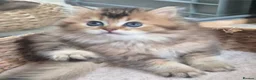 British Longhair cats for sale: BLH & BSH sisters  - Advert 9
