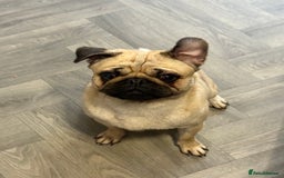Pug dogs for sale: Male pug 14 months old  - Advert 1
