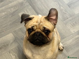 Pug dogs Male pug 14 months old - Advert 1