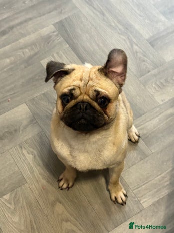 Pug dogs Male pug 14 months old - Advert 1