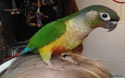 Conures birds for sale: Conures handreared Conures Green Cheeks  - Image 14