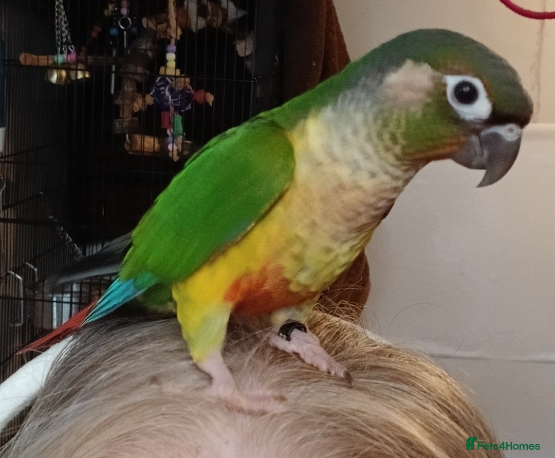 Conures birds for sale: Conures handreared Conures Green Cheeks  - Image 14