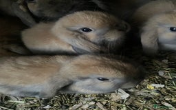 Mini Lop rabbits for sale: Pure bred minilop rabbits - Image 2