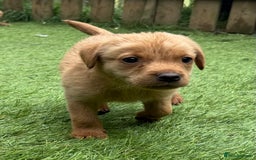 Labrador Retriever dogs for sale: Beautiful fox red Labrador pups - Image 7