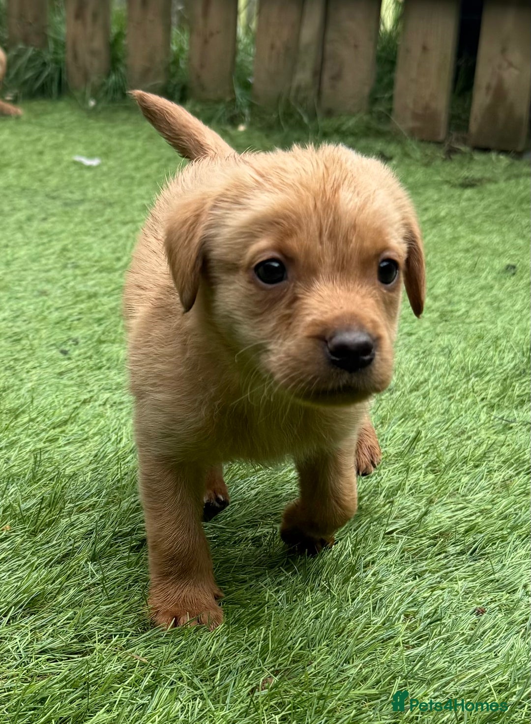 Labrador Retriever dogs for sale: Beautiful fox red Labrador pups - Image 7