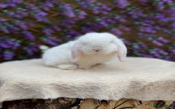 Mini Lop rabbits for sale: Mini lop sibling pair  - Image 9