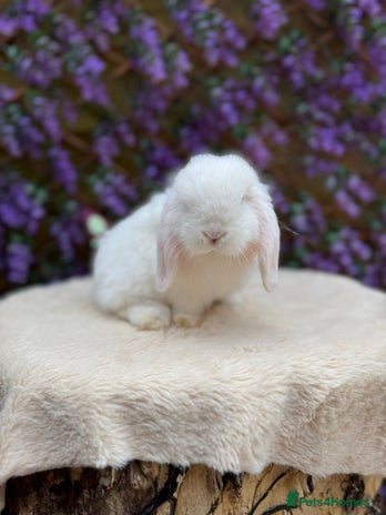 Mini Lop rabbits - Advert 3