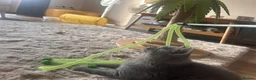 British Shorthair cats for sale: Tica registered British Shorthair Kittens  - Advert 20