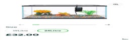 Platies fish for sale: x4 banana platies and tank - Advert 4