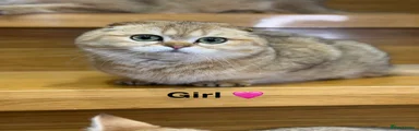 Scottish Fold Kitten 5