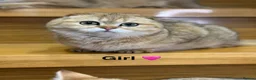 Scottish Fold cats for sale: TICA Registered Scottish Fold & Straight kittens - Advert 2