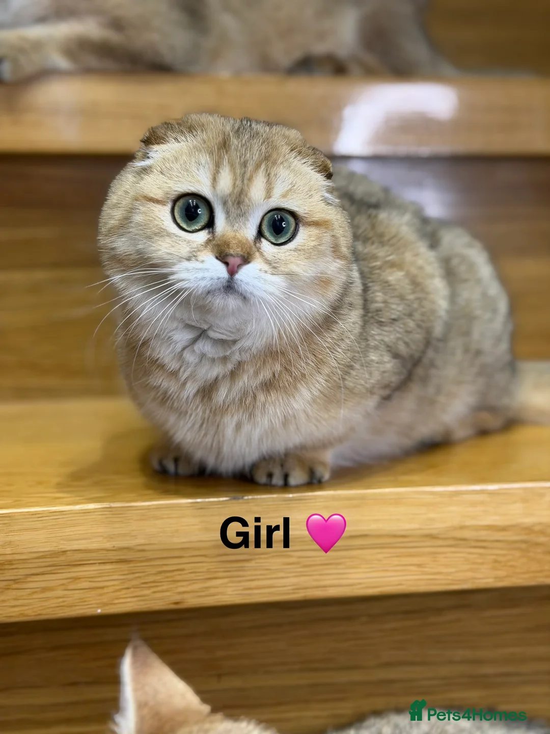 Scottish Fold cats for sale: TICA Registered Scottish Fold & Straight kittens - Advert 2