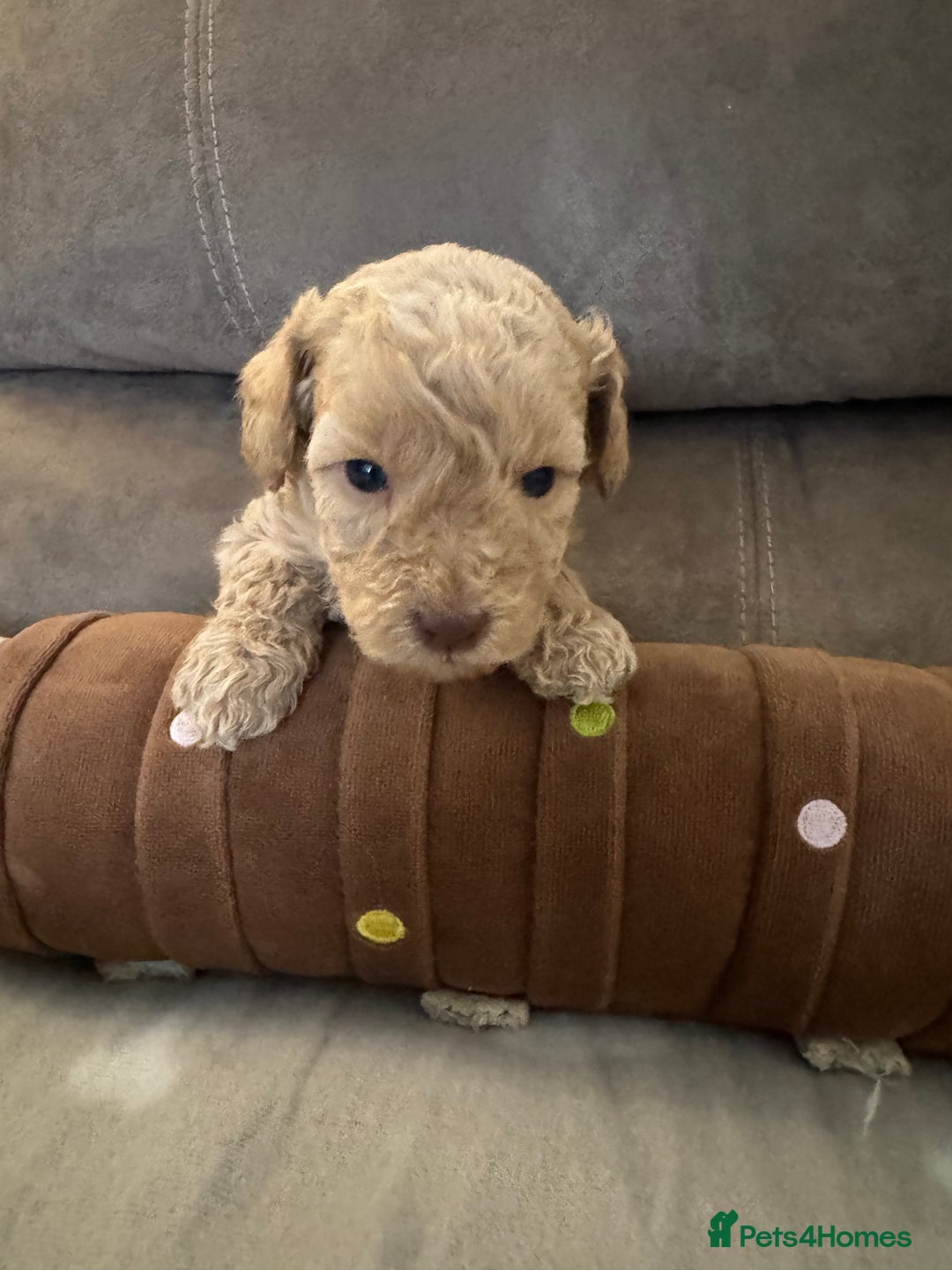 Labradoodle dogs for sale: Miniature Labradoodle puppies - Image 21
